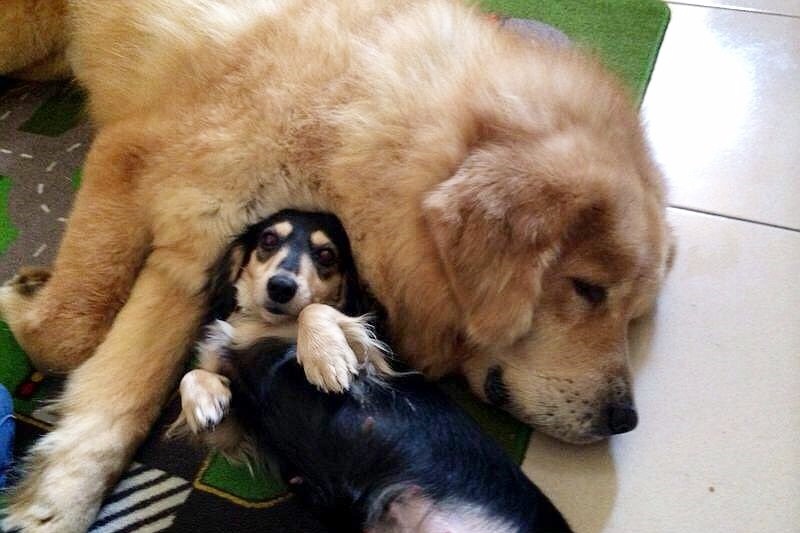 原本咬人也咬狗的獒犬龐龐,被退養2次後遇到願意耐心以對的主人,最後融入多狗家庭。 柔寶媽/提供