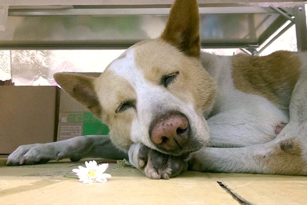 淡江大花年紀不小，白天都在睡覺。　鮑鈞柔/提供