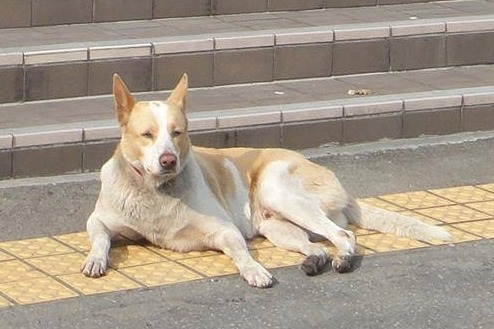 大花不親狗，卻很保護學生。　鮑鈞柔/提供