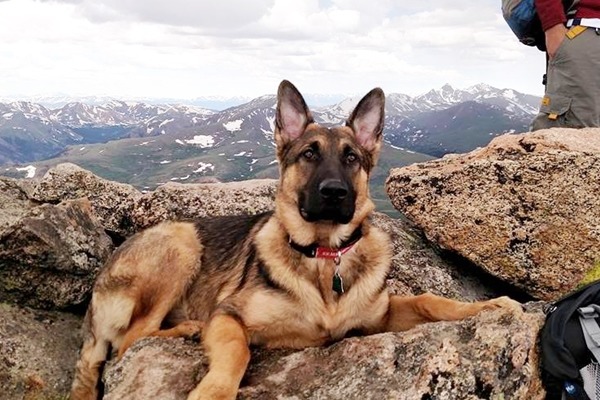 德國狼犬「藍波」替主人分擔了雷擊的傷害，讓主人得以活下來。　取自Jonathan Tyler Hardman