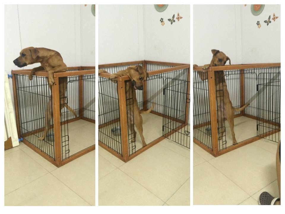 樂透以前被綁在戶外，對「門」沒有概念，想出去都會直接翻牆。　柔寶媽/提供