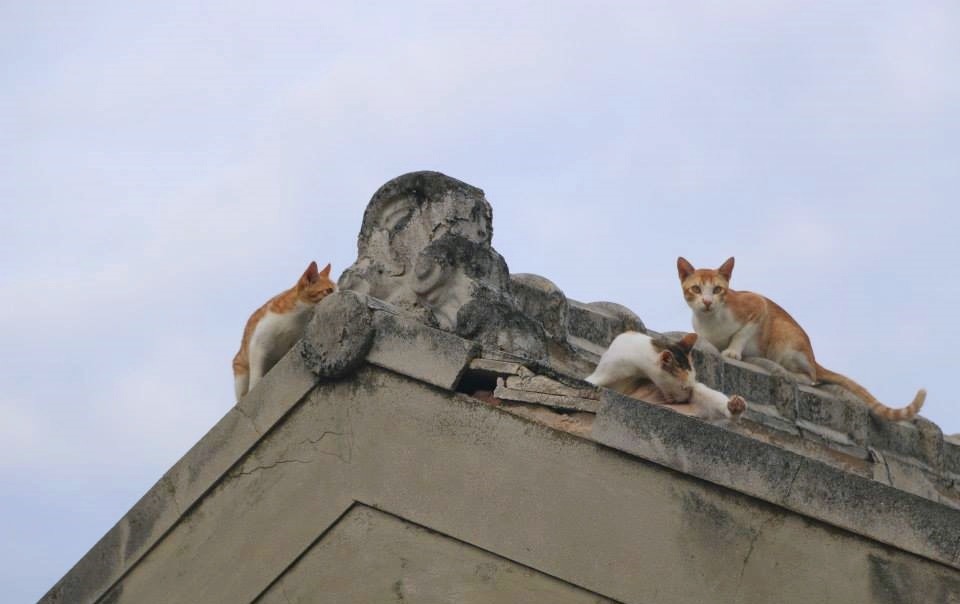 到澎湖時,抬頭看看屋頂吧!說不定也有一群貓正盯著你看呢。 取自駐紮任務 TNvR Mission Camp