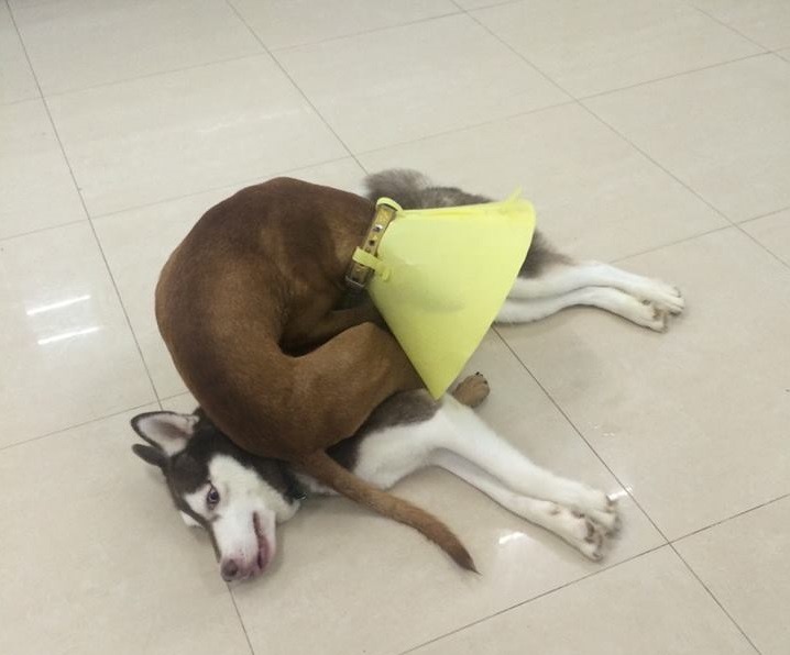 樂透常有無厘頭的舉動，玩一玩就會坐在別隻狗身上，幸好哈士奇Cookie脾氣好沒有生氣。　柔寶媽/提供