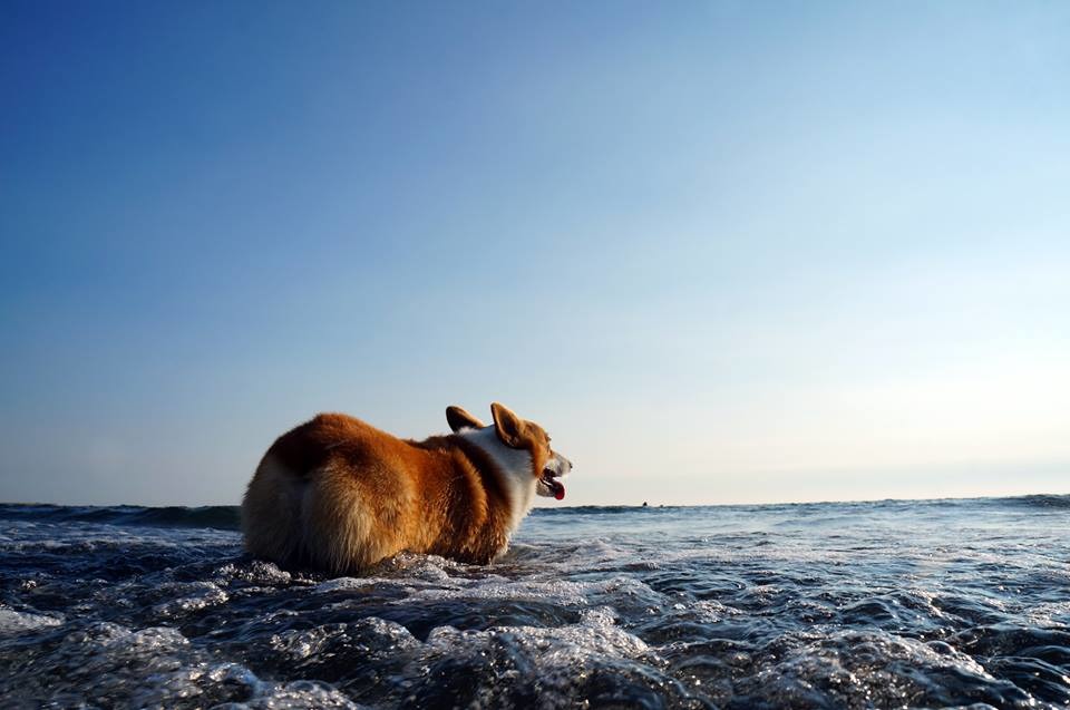 不知道是不是因為游泳池跟海邊美女多，所以咖逼才特別喜歡去玩水呢？　柯基犬のCoffee Time/提供