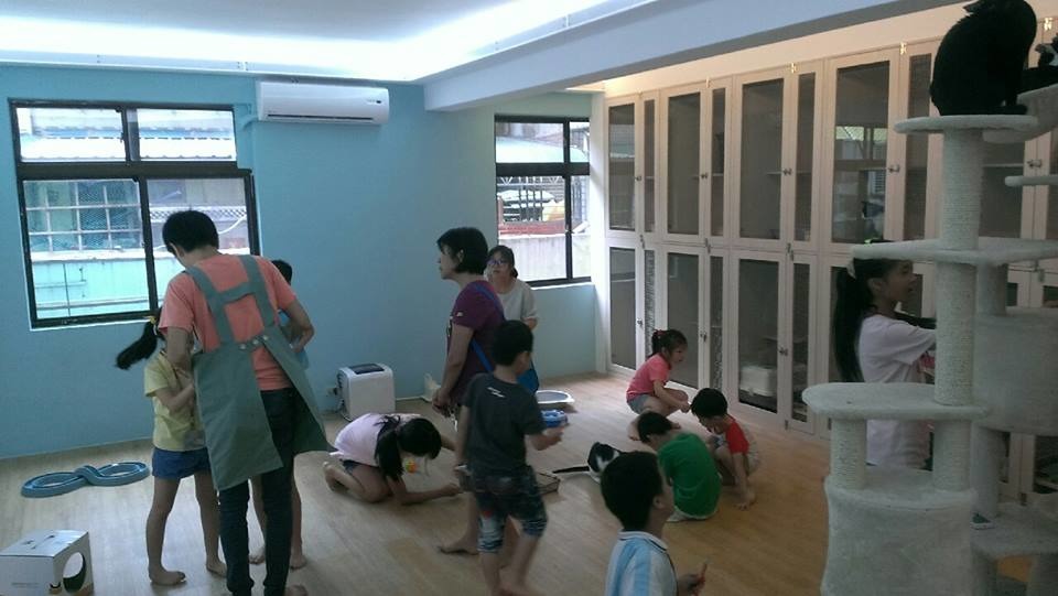 聽完課後就是分組自由活動啦!工作人員和老師、家長分別駐守不同間貓房,隨時注意小朋友和貓咪互動的狀況。 取自拼圖喵中途之家