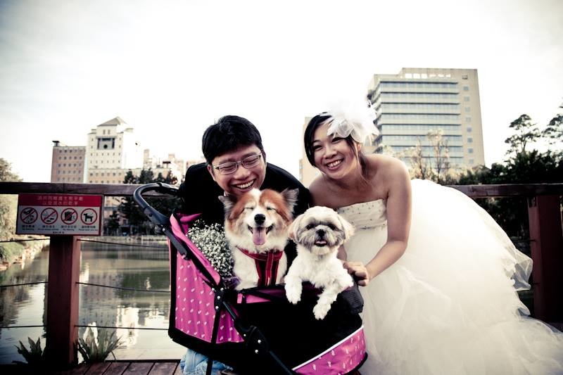 娜娜(左)和後來領養的莎莎(右)，都出現在娜莎爸和娜莎媽婚紗照中。　娜莎爸/提供