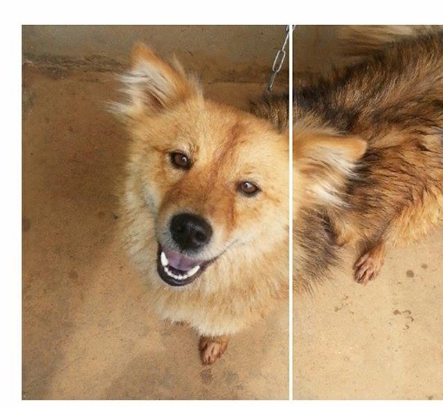 卓于翔撿回的這隻米克斯「毛毛」正在等待有緣的主人哦！　卓于翔/提供