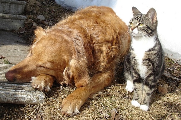 《公寓大廈管理條例》修正案將不利飼主的誘導性文字刪除，正等待排入內政委員會議程。　Flickr_Etolane