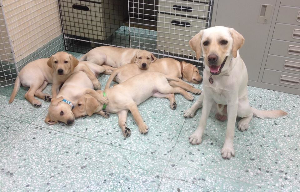 Star爸爸和F胎寶寶們。 取自Guide Dog - Star