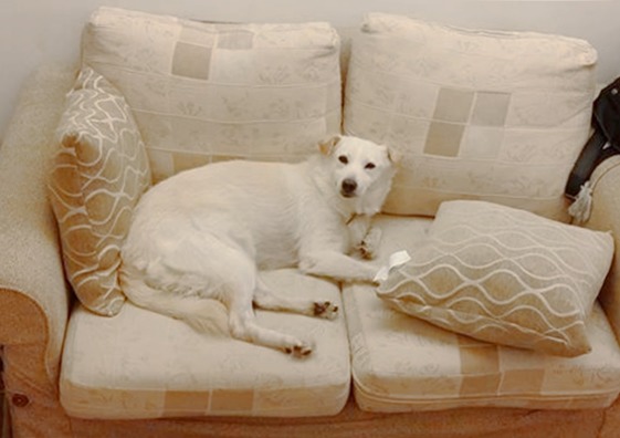 劉濬昌沒有留下第一隻白狗的照片，但牠長得跟第二隻白狗(圖)很像。　劉濬昌/提供