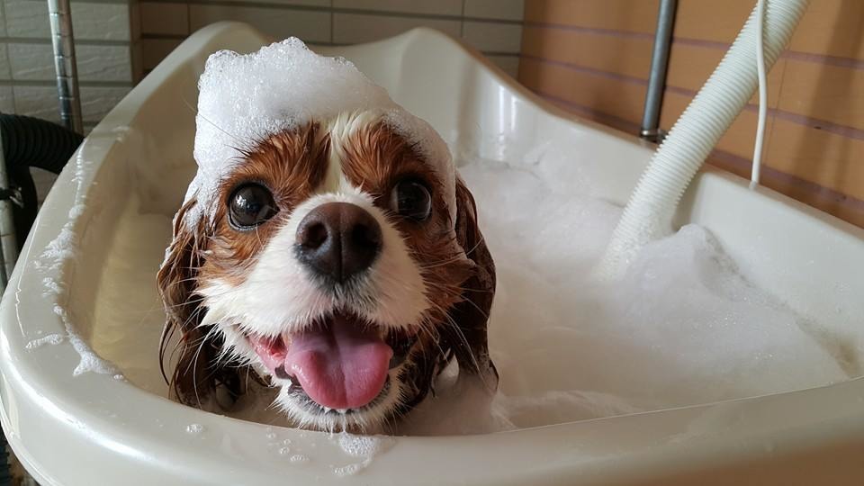 擠在春節前帶狗狗去洗澡，可能要花比平常日多數倍的等待時間。　李慶/提供