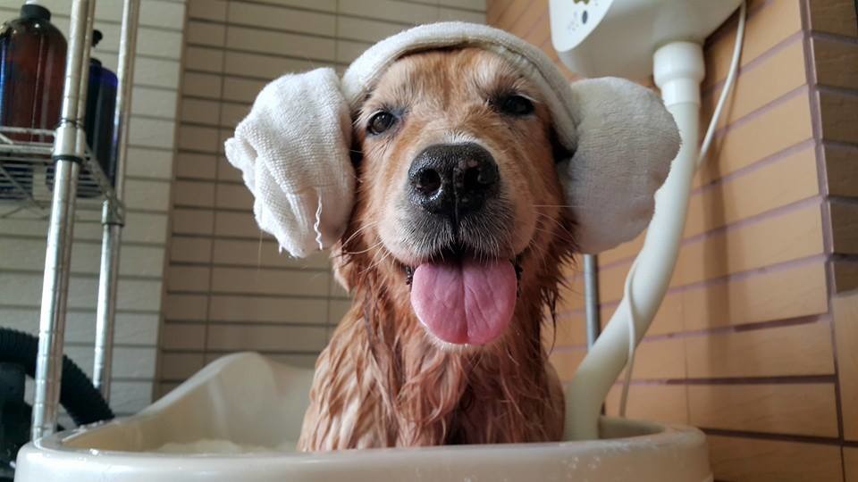 即使沒有包月美容,還是要定期幫毛孩洗澡,維護皮膚的健康哦! 李慶/提供