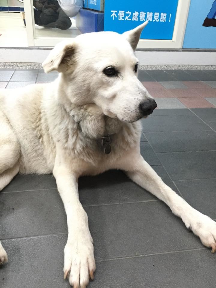 張元懷表示，輔大的校狗通常都會配戴上面有校犬名字和社員連絡電話的項圈，之前為了幫大白洗澡而取下，才發生這次的事件。　李心儀/提供