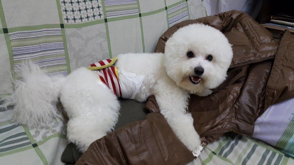 開心到把外套跟包包都霸佔的比熊小弟