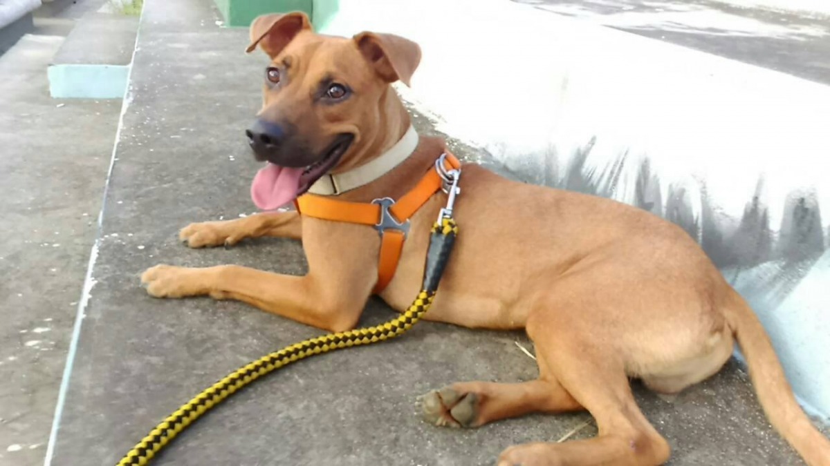 樂透是一歲左右的米克斯弟弟，約20公斤重，非常聰明活潑，因為過去曾被不當飼養，個性有點白目，但其實非常善良，是個暖男！　柔寶媽/提供