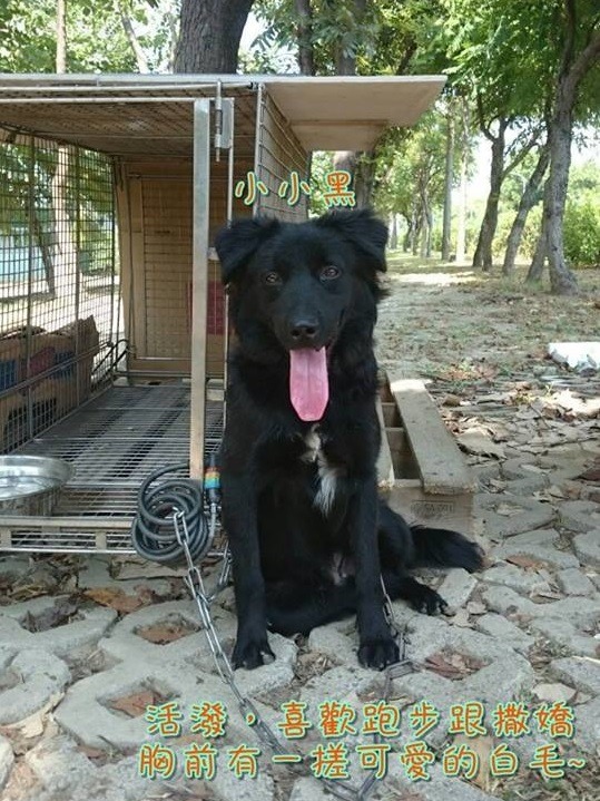 狗狗吠叫就一定是兇狠嗎？什麼情況下的吠叫才是代表生氣呢？　高餐汪汪社/提供