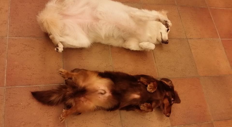 蜜蜜(上)和Whisky在劉濬昌家備受寵愛。劉濬昌開玩笑地說，蜜蜜是玻璃心女孩，他常常跟牠說，如果牠是人，他就娶牠。　劉濬昌/提供