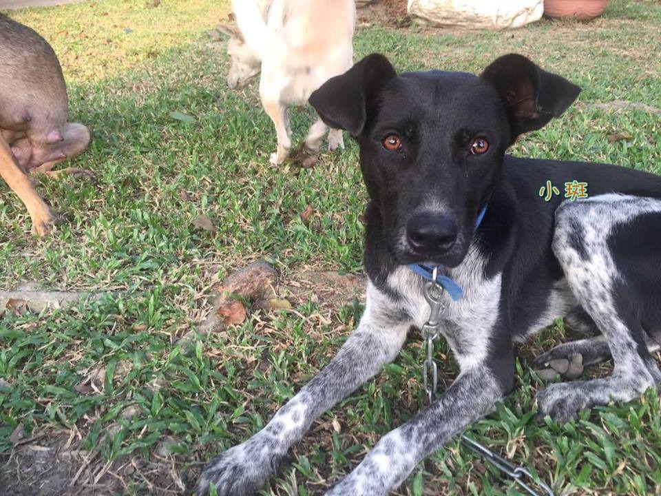 小斑個性親人，愛跟同學玩。但也有吠叫、追車等行為問題，領養者需要耐心教導。　高餐汪汪社/提供