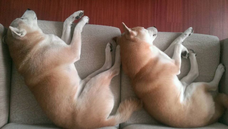 肉丸、貢丸是丸丸媽、丸丸爸的心頭寶。 丸丸家寵物手作坊/提供