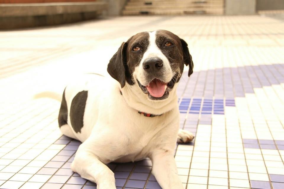 此次惹事的北大校浪牛牛。　取自國立臺北大學愛動物社