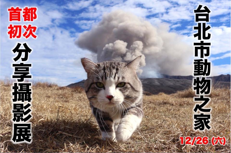 人氣超高的喵吉跟你相約台北市動物之家,貓奴們怎能錯過? 取自良猫 ニャン吉