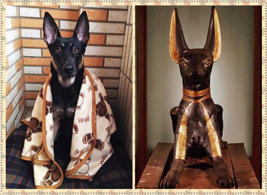 尖尖大大的耳朵、黑亮的眼神，還有脖子上的一圈金毛，黑福是不是真的長得超像阿努比斯呢？　劉祝兆/提供