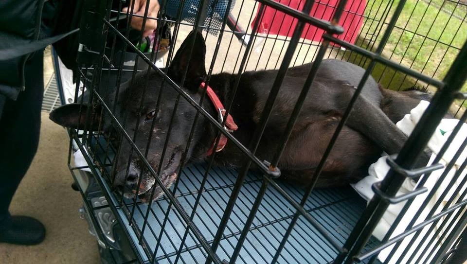 香菜被尋獲時已經奄奄一息。　取自Tracy Chen