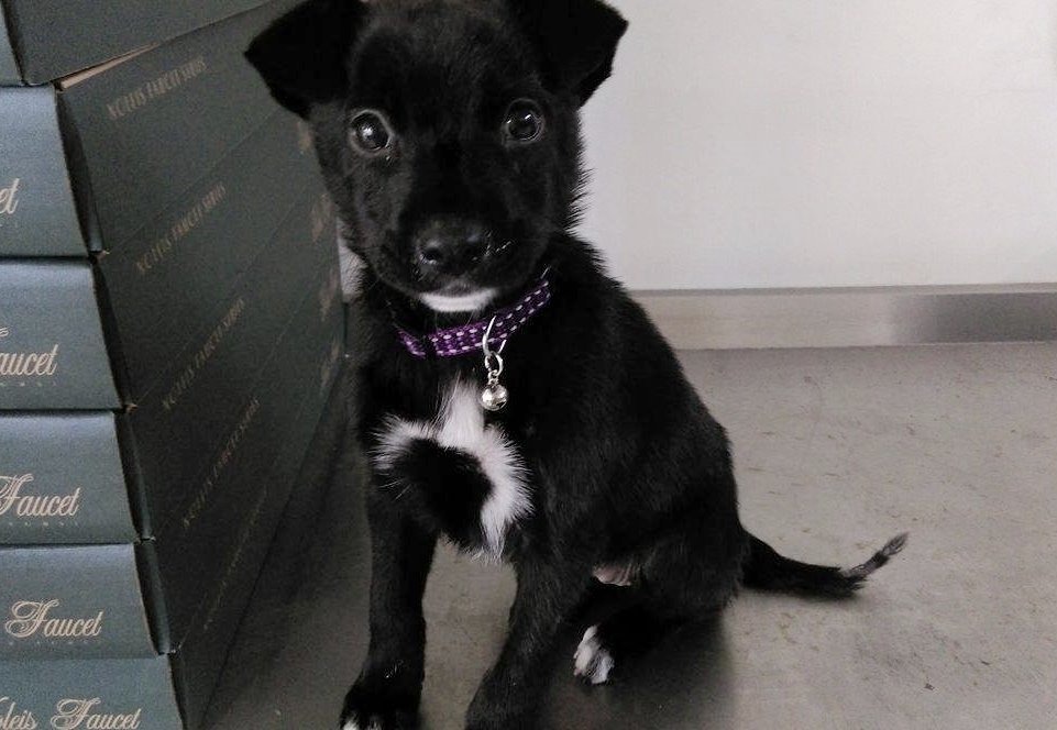 安安身上和腳趾有一點白毛，非常漂亮，個性也很溫和乖巧。　鍾小姐/提供