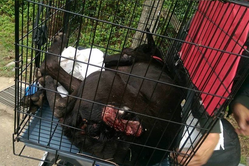 香菜的傷口。　取自Tracy Chen