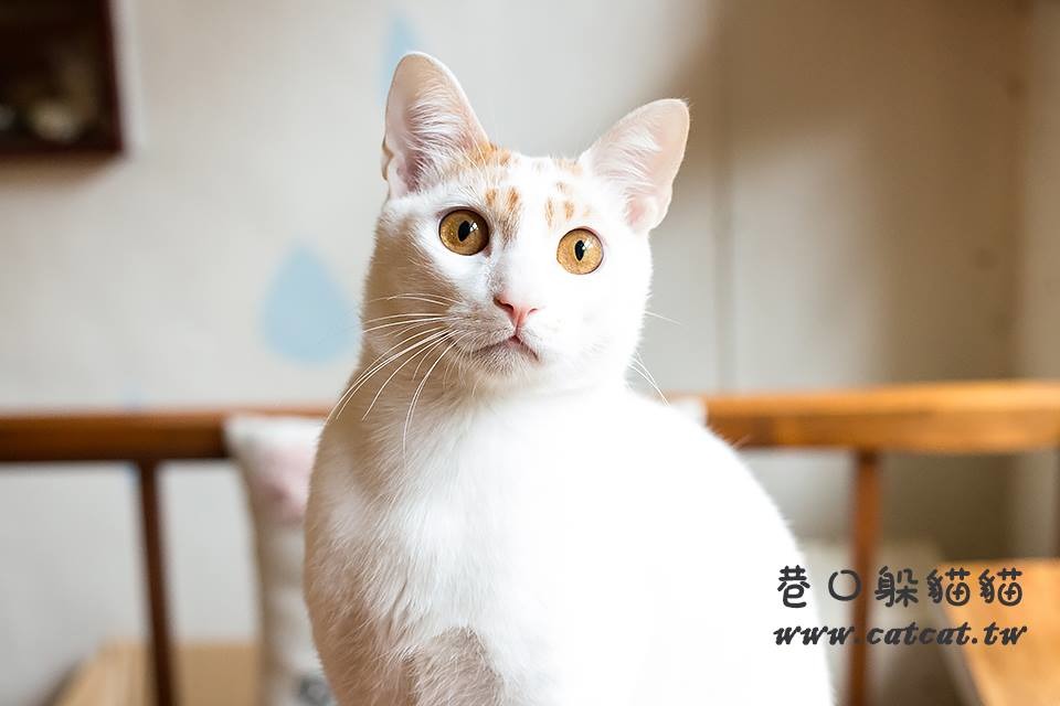 有著一對漂亮的黃眼珠的淘淘，約4.4公斤重，是隻害羞黏人的小公貓。　取自巷口躲貓貓 貓旅館
