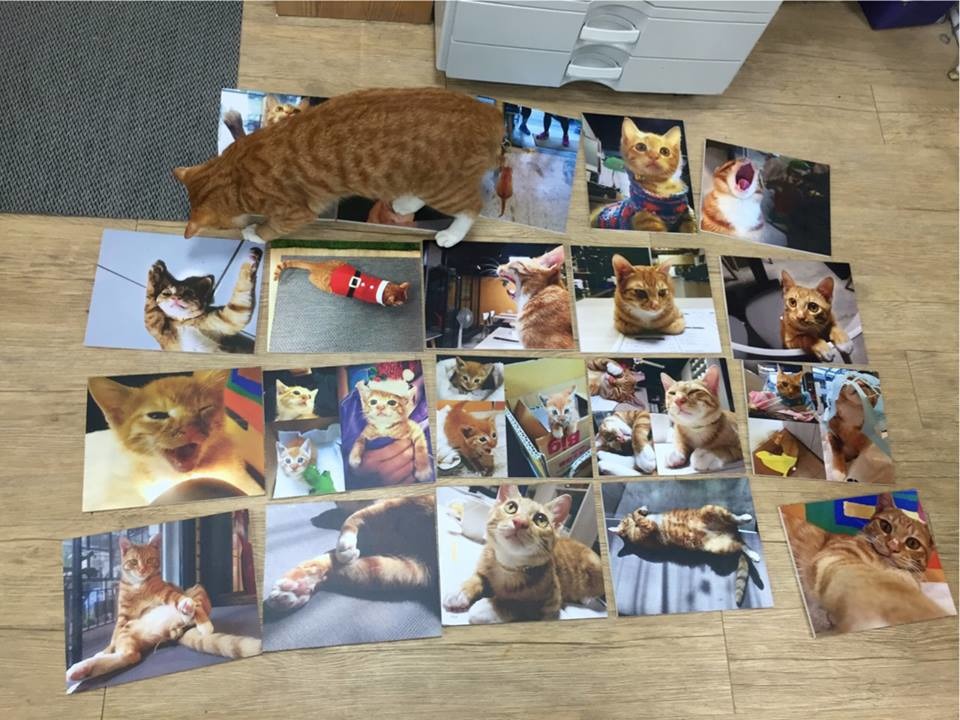 艾斯也在觀賞照片呢！　艾斯糖/提供