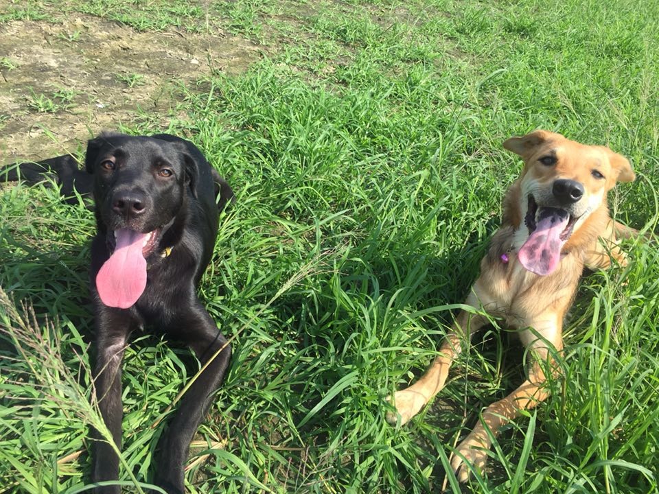 貝貝(左)和Beauty(右)是一母同胞的姊妹呦！　王郁雯/提供