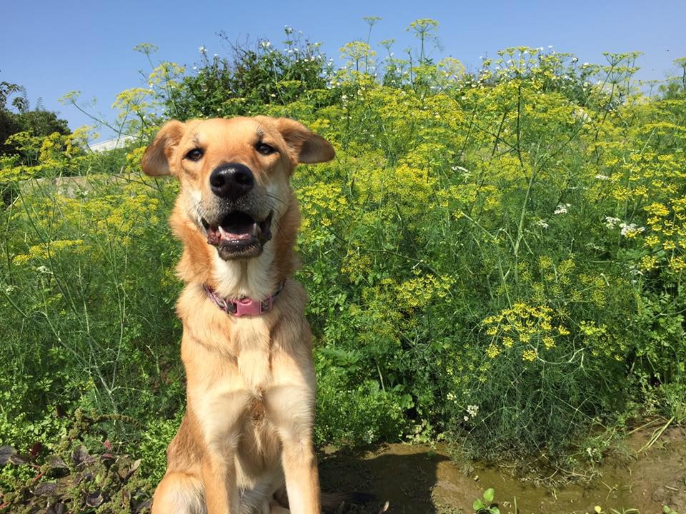 待領養的Beauty(母)約一歲，非常健康活潑。　王郁雯/提供