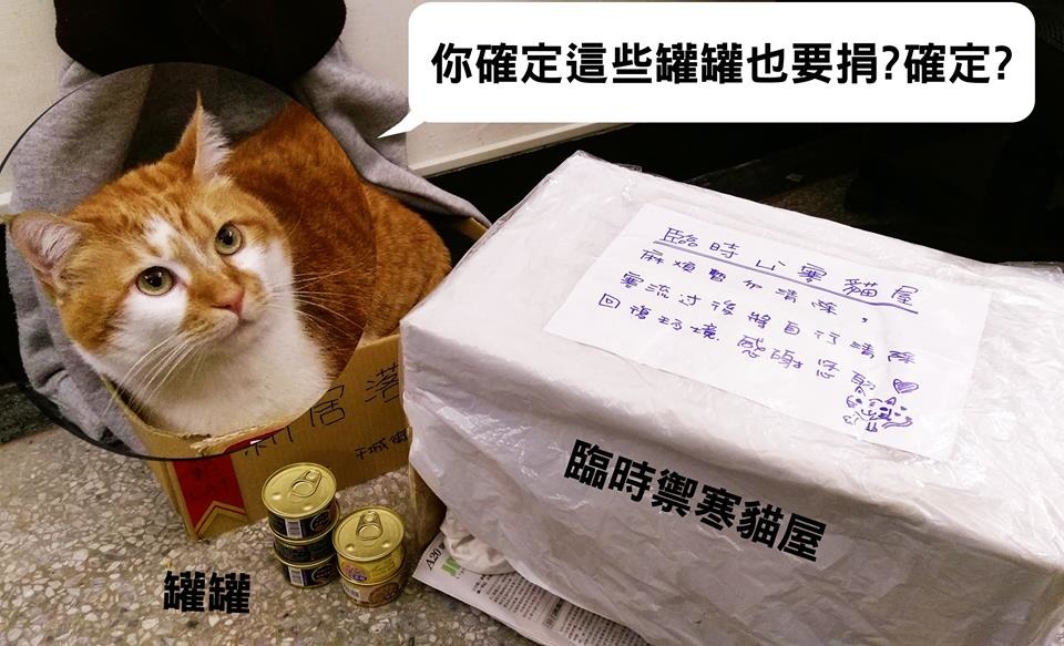 總裁巧虎造福了其他浪貓同伴。 取自總裁的上班日常