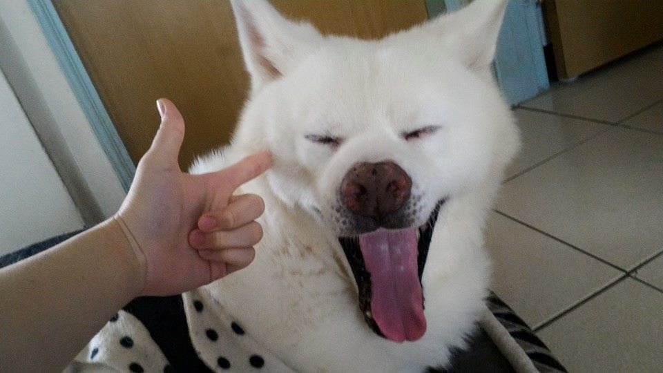 泥褲個性穩重，常任由主人擺布，拍出許多逗趣的照片。　取自秋田犬泥褲總裁