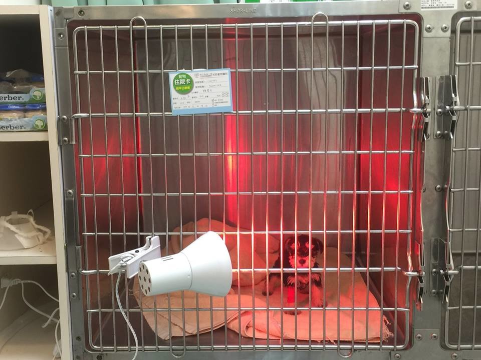 這隻雪納瑞幼犬感染犬小腸病毒。　取自TSPCA