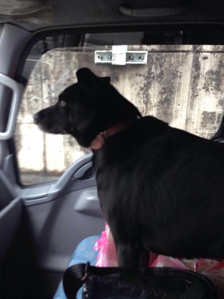 小黑狗完全不怕生。　取自《百八餐飲集團》