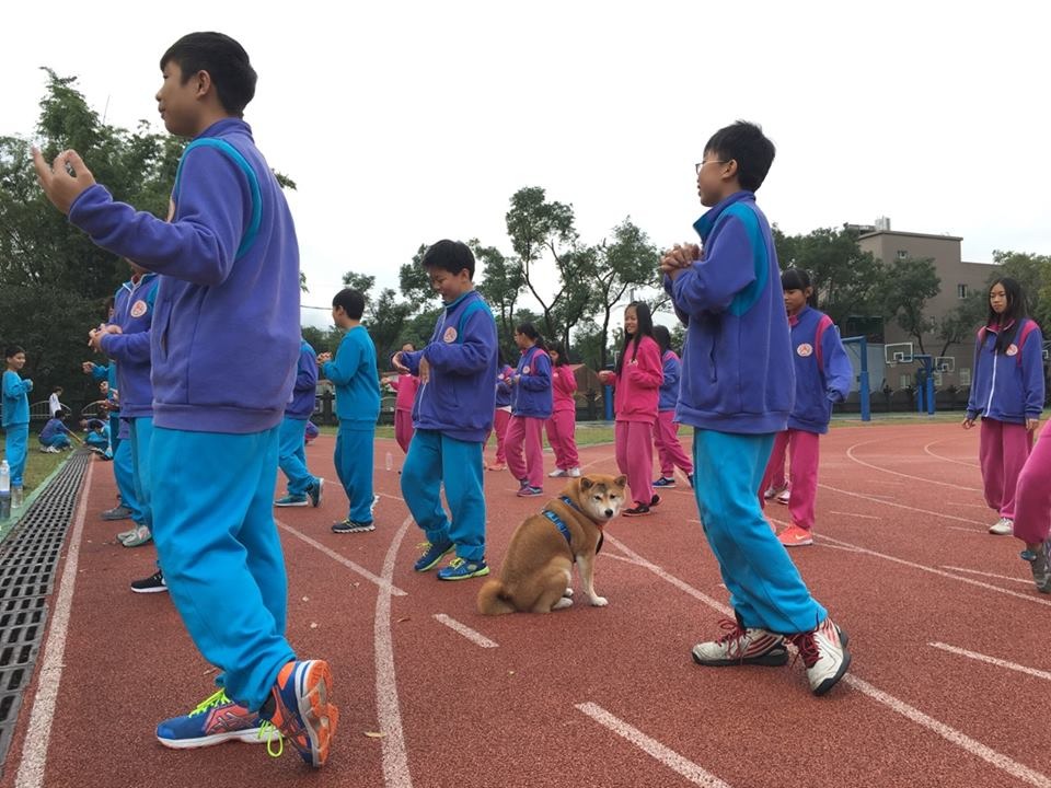 可樂最愛體育課。　取自安溪國中校犬【可樂】