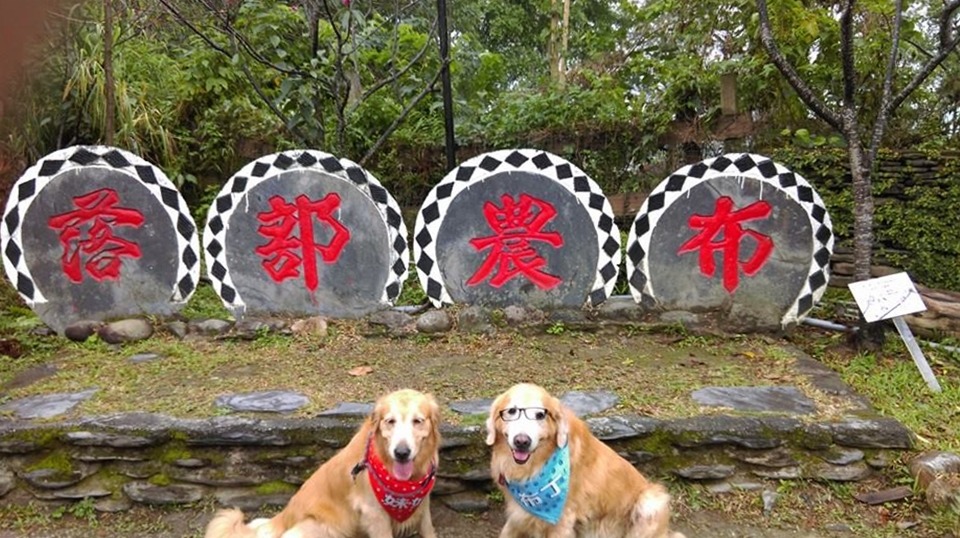 杜錫琨帶著妹妹和布丁到處玩樂。　取自友善寵物司機愛毛孩