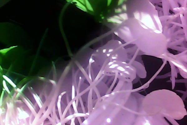 飼主在斑斑身上裝寵物攝影機,拍下奇妙的畫面。 吳建興/提供