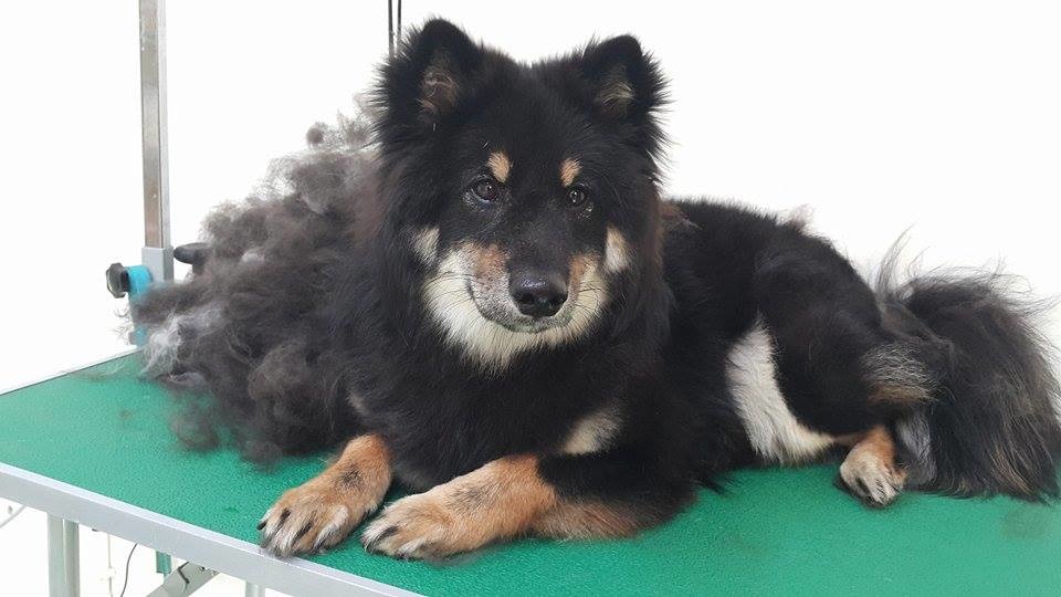 梳完廢毛的長毛柴