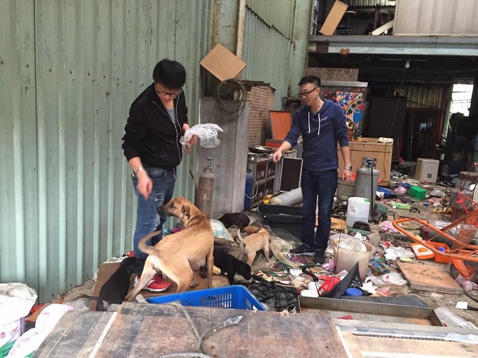 大黃屬中大型米克斯,5隻幼犬體型比同月份的小狗略大一點,健康活潑,但仍比較怕生。 Emily/提供