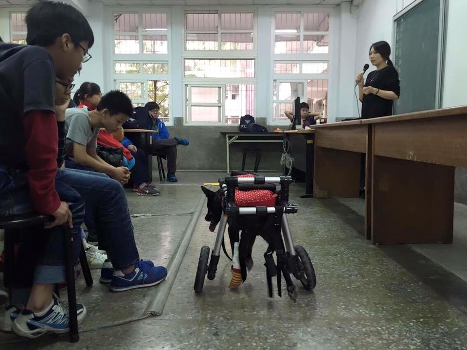 同學們雖對黑黑很好奇,但都乖乖地聽黑黑媽(右)和老師的話,不敢隨便逼近黑黑。 方卡楽/提供