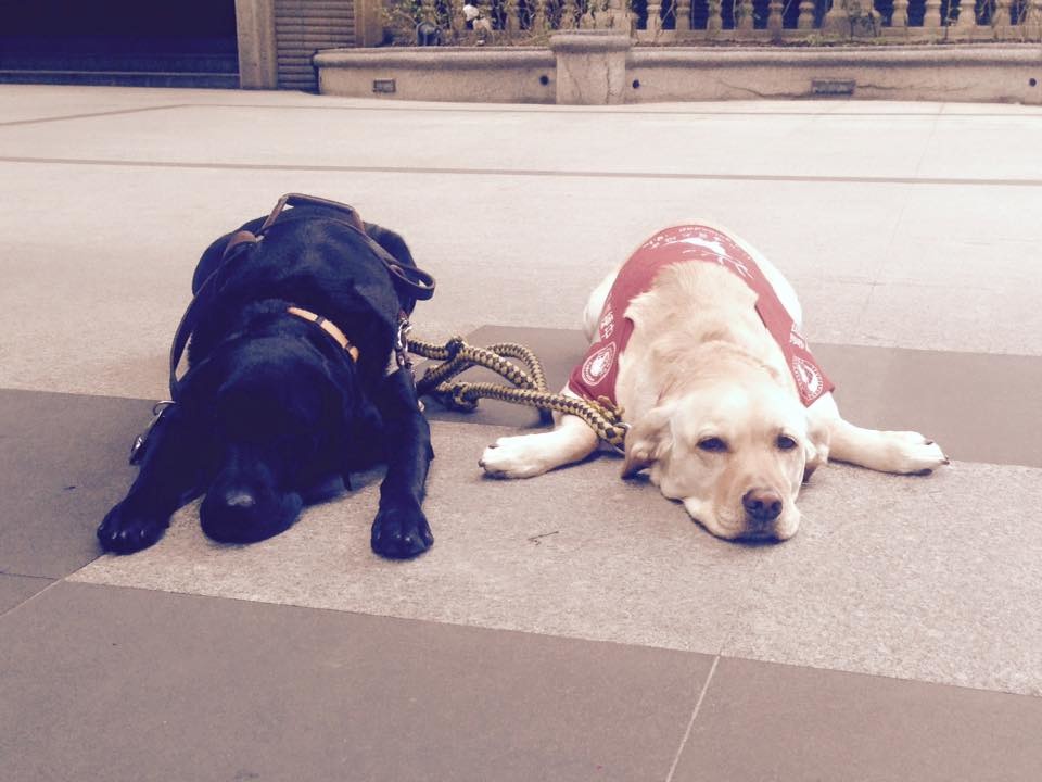 法律保障了視障者和導盲犬，出入公共場合和大眾運輸工具的權利，但視障者和導盲犬在外所受到不友善對待的消息仍層出不窮。圖左為導盲犬Joyce，右為Orange。　取自Guidedog Joyce 兔妞 and Orange 橘子