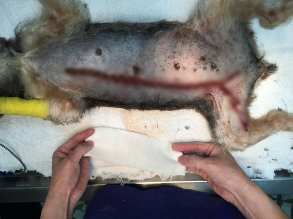 醫生為這隻母種犬切除乳腺癌腫瘤。　取自TSPCA