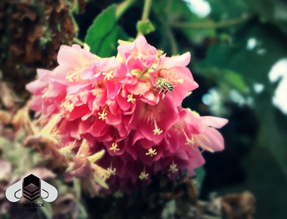 看到蜜蜂時,你的第一個念頭是什麼?會因為怕被螫,而出手驅趕嗎?其實大多數的蜂類都忙著採蜜,根本無暇攻擊路人哦! 取自城市養蜂是Bee要的