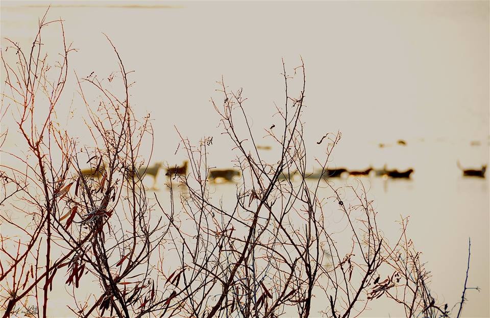 趁著天空仍有微光，吃飽的狗狗們整隊返家。　林妖/攝