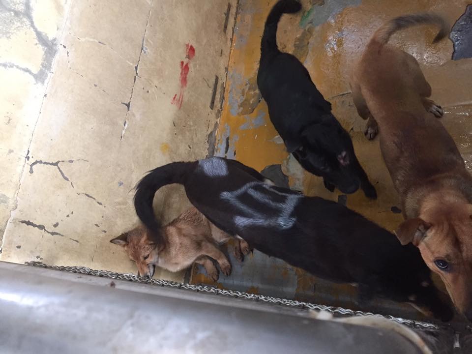 小黃狗(左下)的體型明顯比同籠其他成犬小上好幾號。　取自Ju Liu