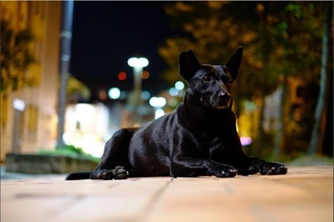 牙牙是隻漂亮的小黑狗，溫和不挑食，對其他犬隻也很友善。　蔡翔安/攝
