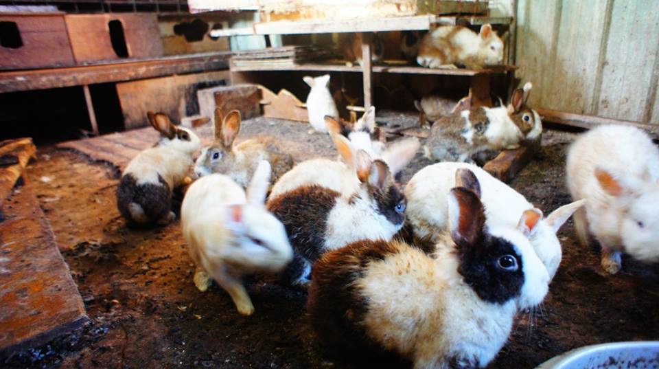 兔子所居住的環境非常惡劣。　台北市愛兔協會/提供